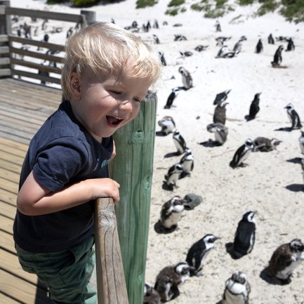 Fröhliches Kind schaut begeistert auf Pinguine am Boulders Beach – Garden Route Familienreise
