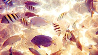 Bunte Fische schwimmen über den sandigen Grund eines klaren, sonnendurchfluteten Wassers, das lebendig wirkt.