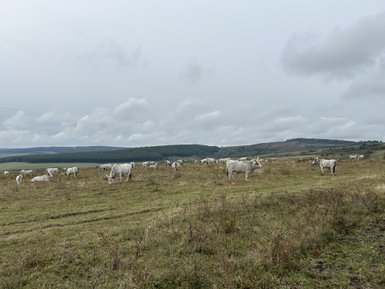 Eine Gruppe von weißen Kühen grast friedlich auf einer weitläufigen Wiese unter einem bewölkten Himmel.