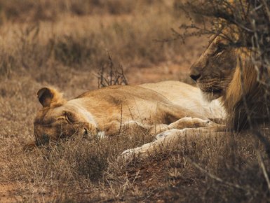 Löwe liegt im Schatten im Addo Nationalpark - Südafrika mit Kindern