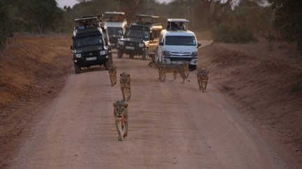 Eine Gruppe von Löwen läuft auf einer staubigen Straße, während Geländewagen im Hintergrund stehen und Touristen beobachten.