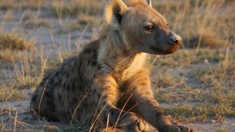 Ein Hyäne sitzt entspannt im hohen Gras, das sanft im Licht der untergehenden Sonne leuchtet.