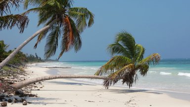 Ein malerischer Strand mit schiefen Palmen, die über den weißen Sand und das türkisfarbene Wasser ragen.