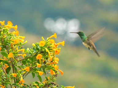 Ein Kolibri schwebt über einer Pflanze mit leuchtend gelben Blüten, die in sanften Grüntönen dahinter blühen.