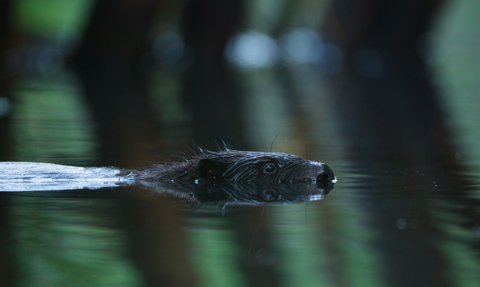 Ein Biber schwimmt ruhig im Wasser, sein Kopf ist über die Oberfläche sichtbar, umgeben von sanften Reflexionen.