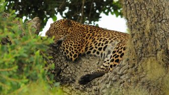 Leopard schläft entspannt auf einem Ast inmitten der Natur – Sri Lanka Familienreise