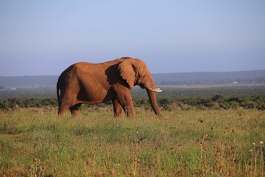 Ein Elefant durchquert die Landschaft im Addo Elephant Nationalpark – Südafrika Reise mit Kindern