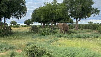 Ein Elefant steht majestätisch in einer grünen Savanne, umgeben von Bäumen und üppigem Gras unter einem bewölkten Himmel.