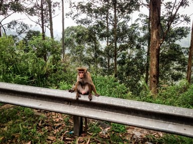 Ein neugieriger Affe sitzt am Straßenrand – Sri Lanka Reise mit Kindern