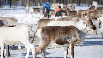 Eine Gruppe von Rentieren bewegt sich durch eine schneebedeckte Landschaft, während Menschen im Hintergrund interagieren.