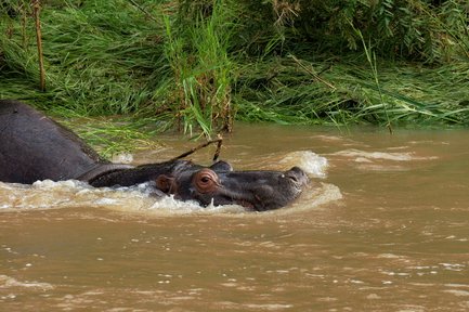 Ein Nilpferd schwimmt im trüben Wasser, während es von üppigem Grün umgeben ist, das am Ufer wächst.