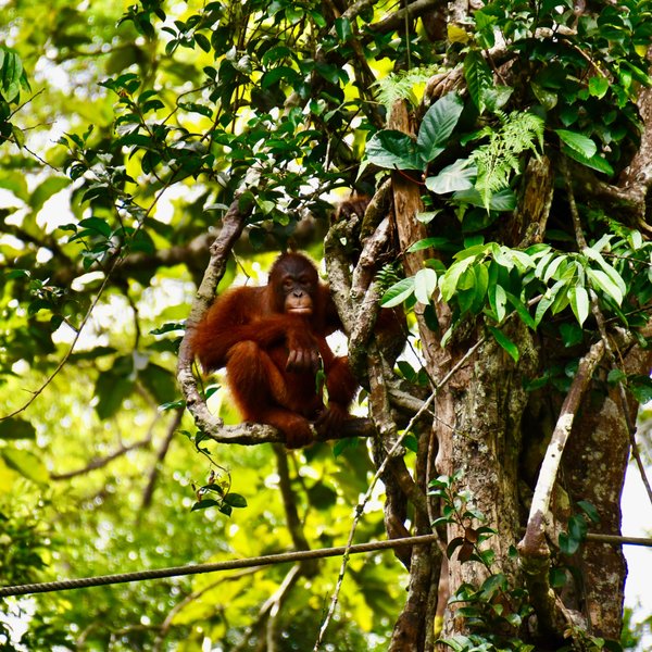 Ein Orang-Utan sitzt ruhig auf einem Ast hoch oben im Baum im Semenggoh Wildlife Center – Malaysia & Borneo Familienreise