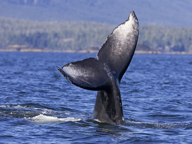 Ein majestätischer Wal hebt seine Schwanzflosse aus dem Wasser, während die ruhige See im Hintergrund glitzert.