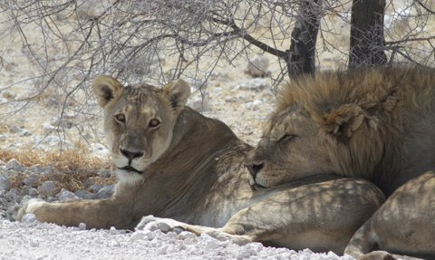 Zwei Löwen liegen entspannt im Schatten eines Baumes - Namibia mit Kindern