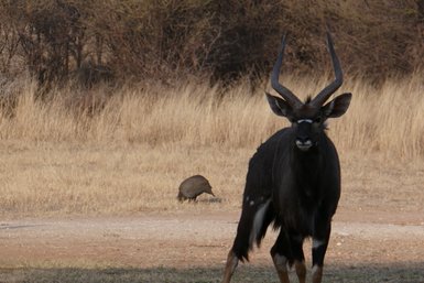 Ein Kudu steht bereit zur Flucht auf einer Wiese - Namibia mit Jugendlichen