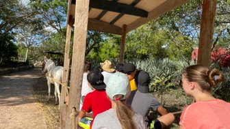 Reisegruppe unternimmt eine traditionelle Maultierfahrt über die Hacienda Sotuta de Peón – Mexiko Familienreise