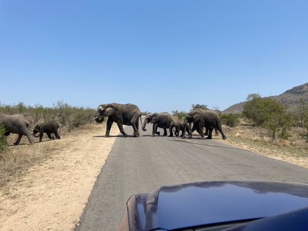 Eine Elefantenherde überquert gemütlich eine Straße im Krüger-Nationalpark – Südafrika Reise mit Kindern