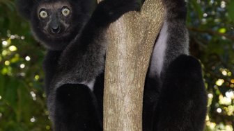 Ein Indri sitzt an einem Baumstamm und schaut neugierig in die Kamera, umgeben von üppigem, grünem Laub.