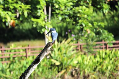 Blauer Eisvogel sitzt am Wasser der Maquenque Eco Lodge – Costa Rica Familienreise