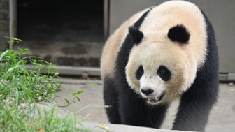 Ein großer Panda bewegt sich neugierig auf einem Weg, umgeben von frischem Gras und einem dunklen Eingang im Hintergrund.