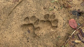 Ein deutlich sichtbarer Tierpfotenabdruck im Sand, umgeben von kleinen Pflanzen und trockenen Blättern.