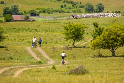 Drei Radfahrer fahren auf einem schmalen Weg durch eine grüne Landschaft mit sanften Hügeln und Bäumen.
