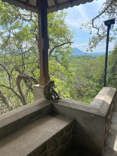 Affe sitzt auf einer Mauer beim Dambulla-Höhlentempel – Sri Lanka Familienreise