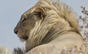 Löwe liegt in trockenem Gras - Namibia Safari mit Teenagern