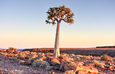 Ein einzelner Köcherbaum steht alleine inmitten einer trockenen Landschaft - Namibia Urlaub mit Kindern