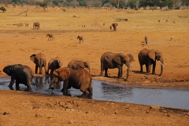 Eine Gruppe von Elefanten steht am Wasserloch, während Zebras in der trockenen Savanne im Hintergrund grasen.