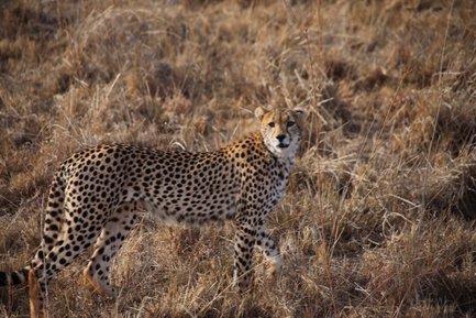 Ein Gepard steht in der trockenen Savanne, sein geflecktes Fell hebt sich von dem goldenen Gras ab.