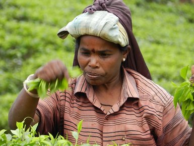 Eine Frau pflückt Teeblätter auf einer grünen Teeplantage – Sri Lanka Reise mit Kindern