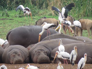 Nilpferde und Reiher ruhen am Flussufer – Tansania Familienreise