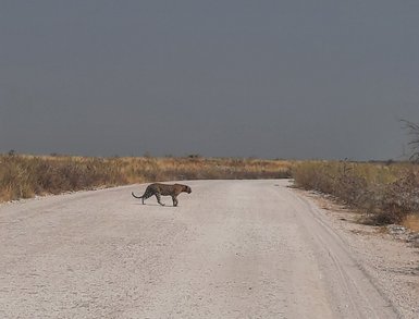Ein Leopard überquert alleine eine Straße - Namibia Familienurlaub