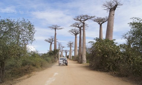 Eine staubige Straße führt durch eine Allee von majestätischen Baobab-Bäumen unter einem klaren blauen Himmel.
