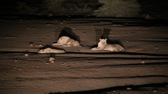 Drei Löwen ruhen sich auf dem trockenen Boden aus, während Schatten von Bäumen im Hintergrund sichtbar sind.