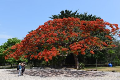 Ein prächtiger Baum mit leuchtend roten Blüten steht im Vordergrund, während zwei Personen ihn bewundern und fotografieren.