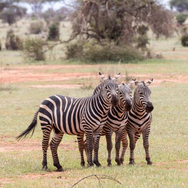 Drei Zebras stehen eng beieinander auf einer grünen Wiese, umgeben von einer offenen Savanne mit vereinzelten Bäumen im Hintergrund.