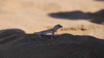 Eine Echse im Sand - Namibia Familienurlaub