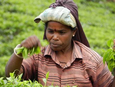 Eine Frau pflückt Teeblätter auf einer grünen Teeplantage – Sri Lanka Reise mit Kindern