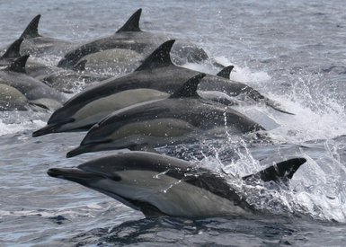 Eine Gruppe von Delfinen springt fröhlich aus dem Wasser, während sie in einer Reihe schwimmen und Spritzwasser erzeugen.