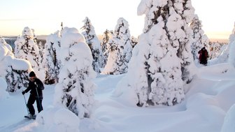 Ein Mann wandert mit Schneeschuhen durch eine verschneite Landschaft, umgeben von schneebedeckten Bäumen im Winterlicht.