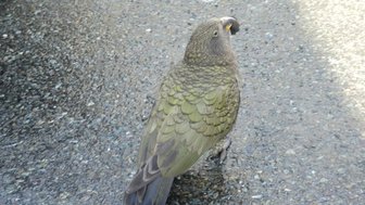 Ein Kea steht auf einem grauen Asphaltboden, sein gefiedertes Gefieder schimmert in verschiedenen Grüntönen.