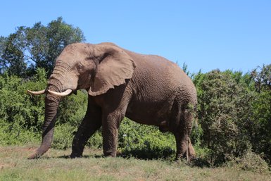 Mächtiger Elefant im Addo Nationalpark steht in der grünen Savanne – Garden Route mit Kindern