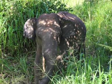 Elefant in natürlicher Umgebung im Minneriya Nationalpark – Sri Lanka Reise mit Kindern