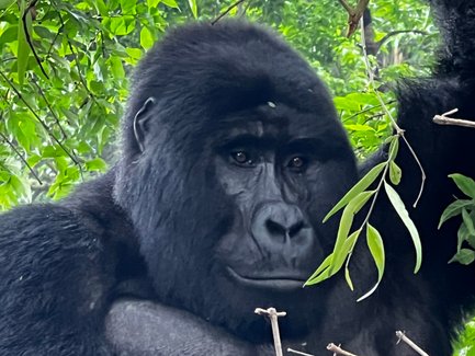 Ein majestätischer Gorilla sitzt entspannt zwischen üppigem Grün, seine tiefen Augen strahlen Ruhe und Weisheit aus.