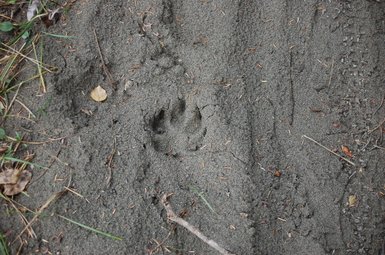 Ein klarer Abdruck einer Bärenpfote im feinen Sand, umgeben von kleinen Ästen und herabgefallenen Blättern.