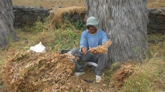 Ein Mann sitzt auf dem Boden und sortiert trockene Pflanzenreste in einer ländlichen Umgebung mit Steinen im Hintergrund.
