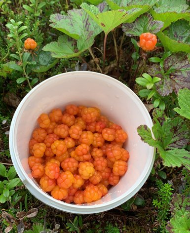 Ein Eimer voller reifer, orangefarbener Moltebeeren, umgeben von üppigem, grünem Pflanzenbewuchs.
