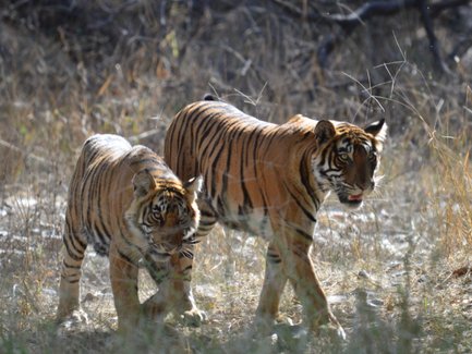 Zwei Tiger bewegen sich durch hohes Gras, ihre markanten Streifen leuchten im Sonnenlicht und zeigen ihre majestätische Präsenz.
